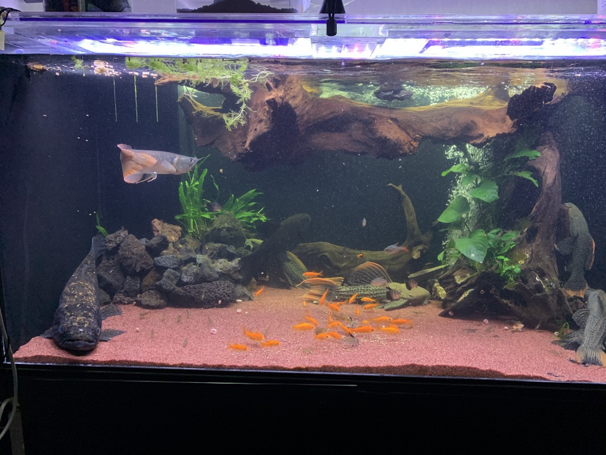 ブラックタライロン　水槽セット ブラックタライロン 水槽セット