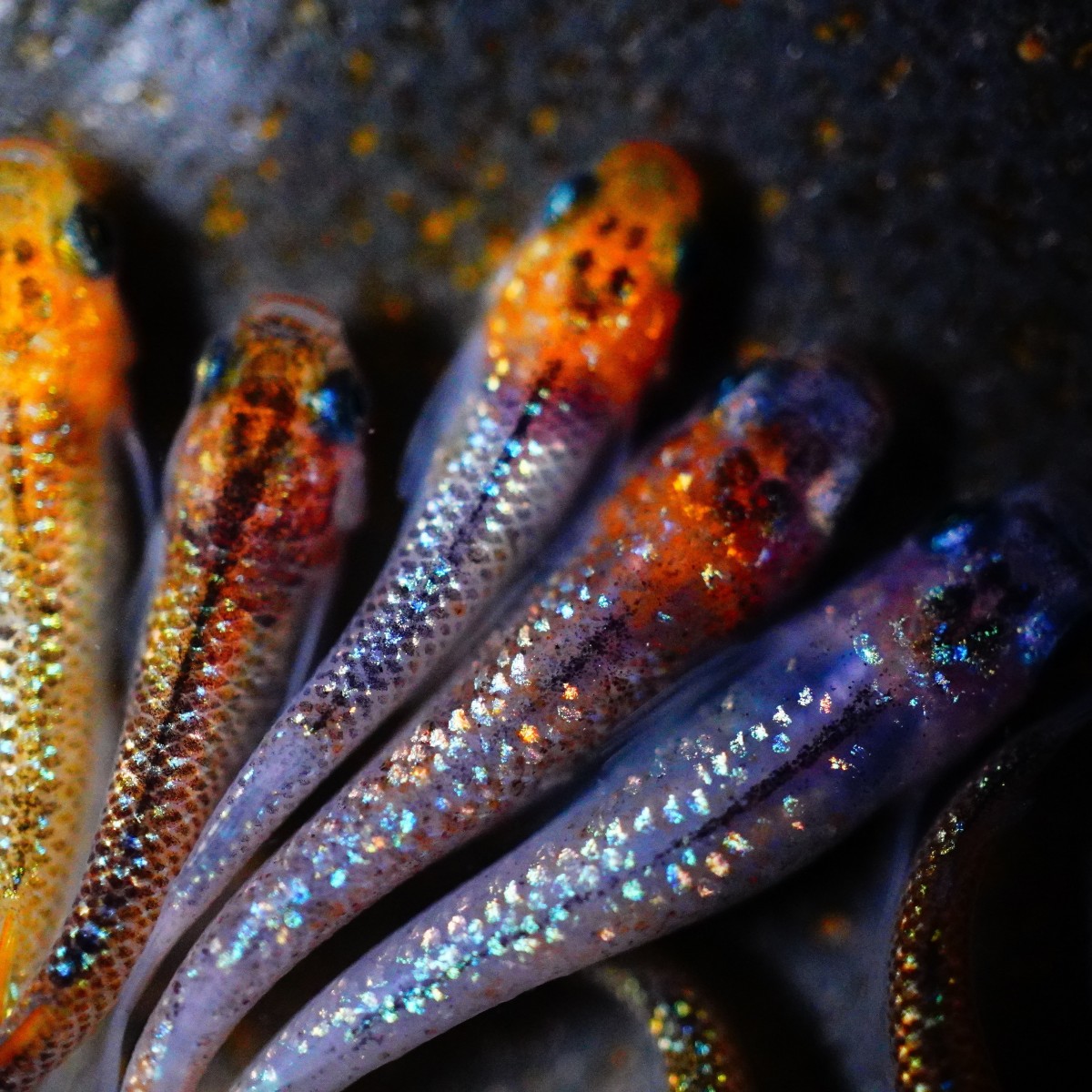 忘却の翼と夜桜ゴールドの比較 写真投稿 アクアネット