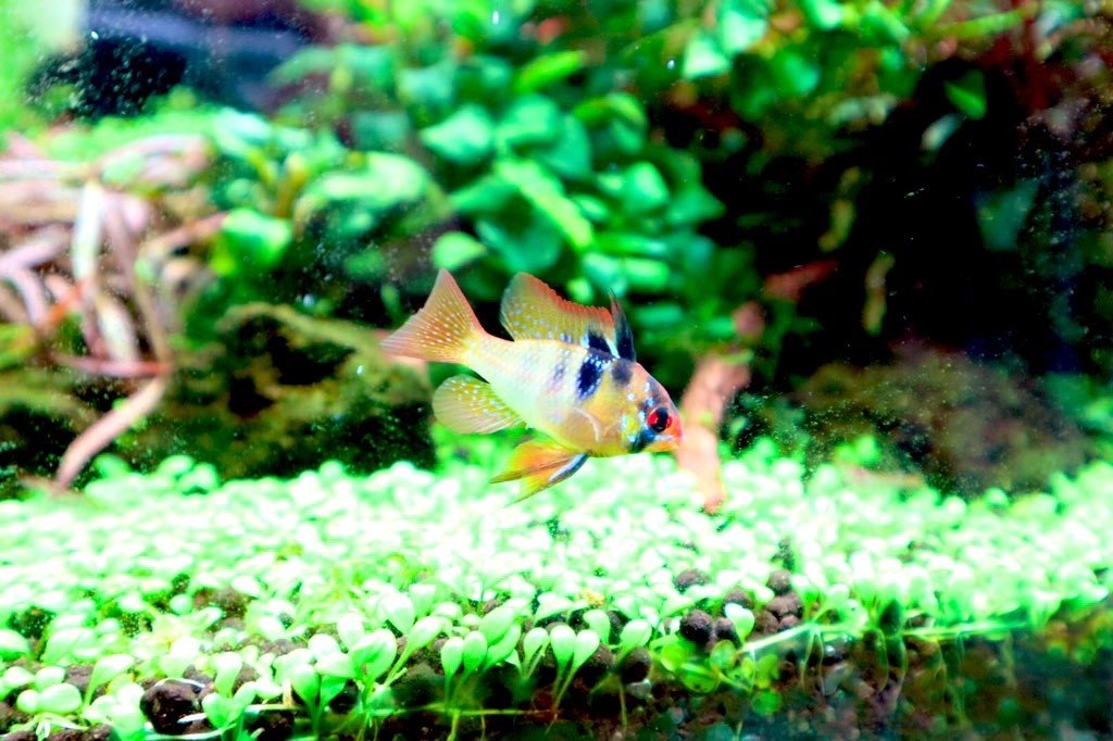 ドイツラム 写真投稿 アクアネット