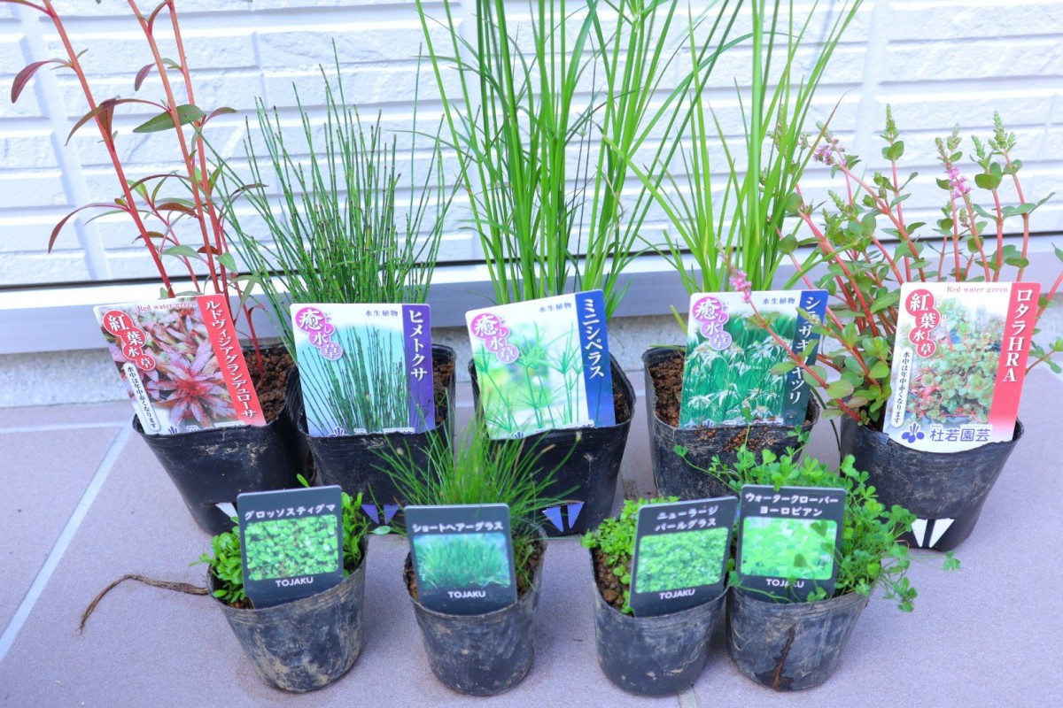 杜若園芸の水生植物たち　なんとこれで4000円！1