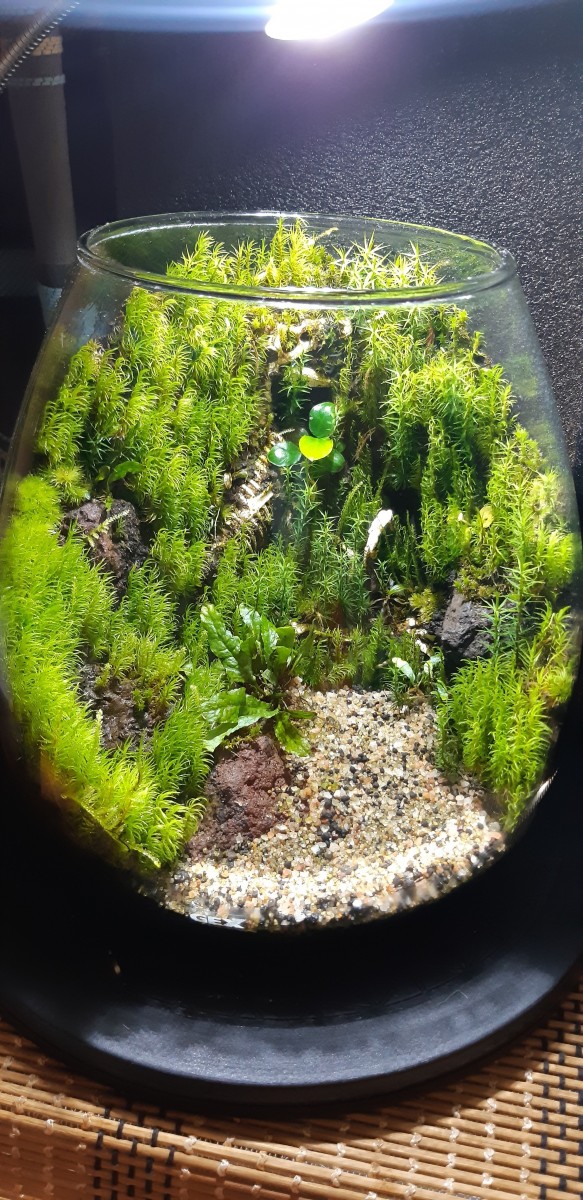苔リウム 3 Oxfordkneegroup Com
