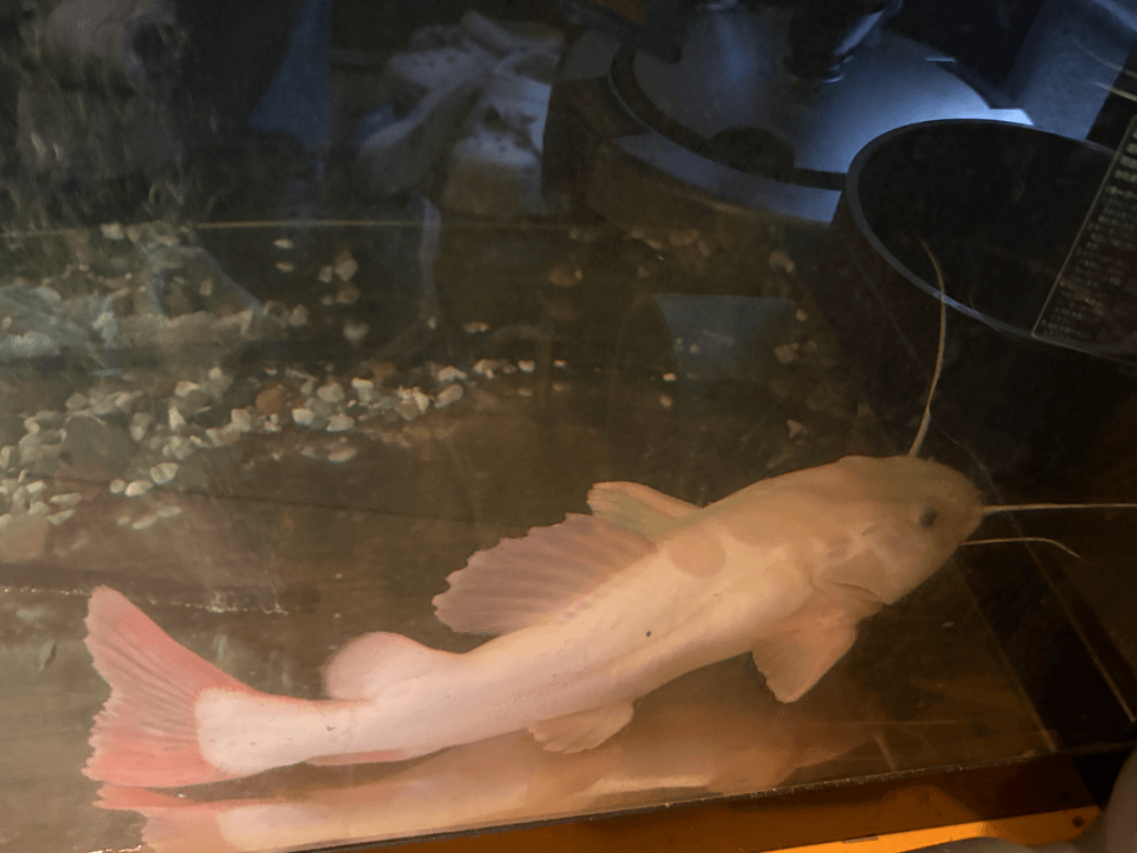 発送可 死着保証なし プラチナレッドテールキャット1