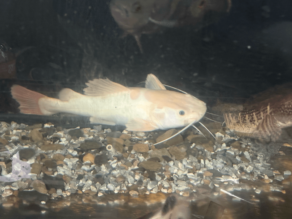 発送可 死着保証なし プラチナレッドテールキャット2