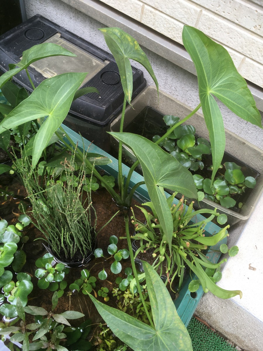 旧ビオトープのクワイ1