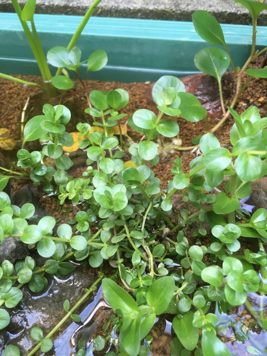 グリーンロタラ、 花が咲くのが楽しみな水草1