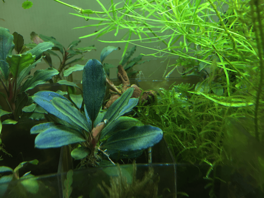 ブセファランドラsp.Super Purple Emperor | 写真投稿 | アクア