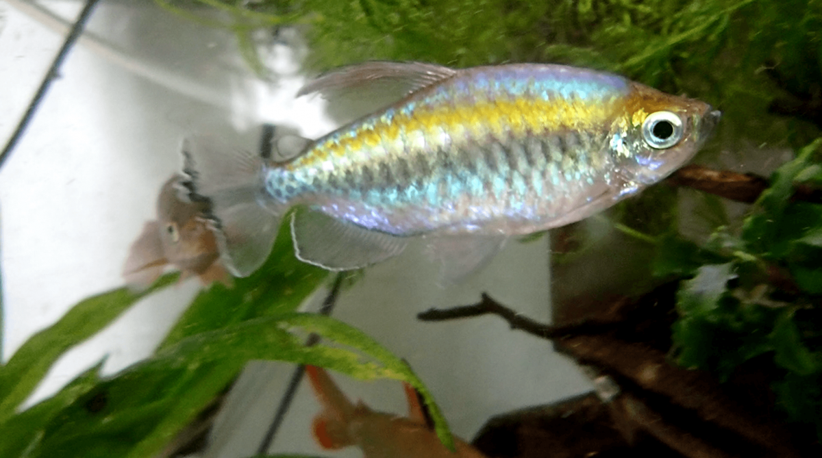 ワイルドのコンゴテトラ 写真投稿 アクアネット