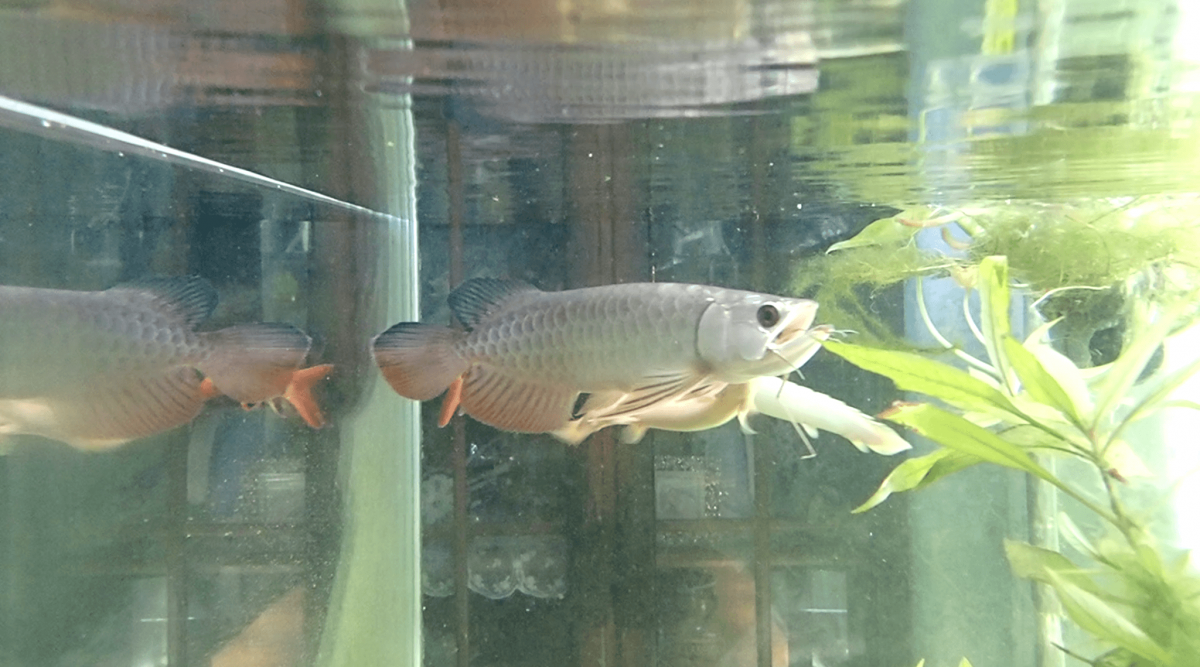 アジアアロワナの餌 写真投稿 アクアネット