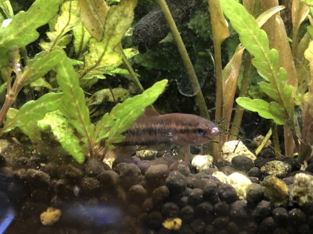 ワイルドベタ ウベリス 写真投稿 アクアネット