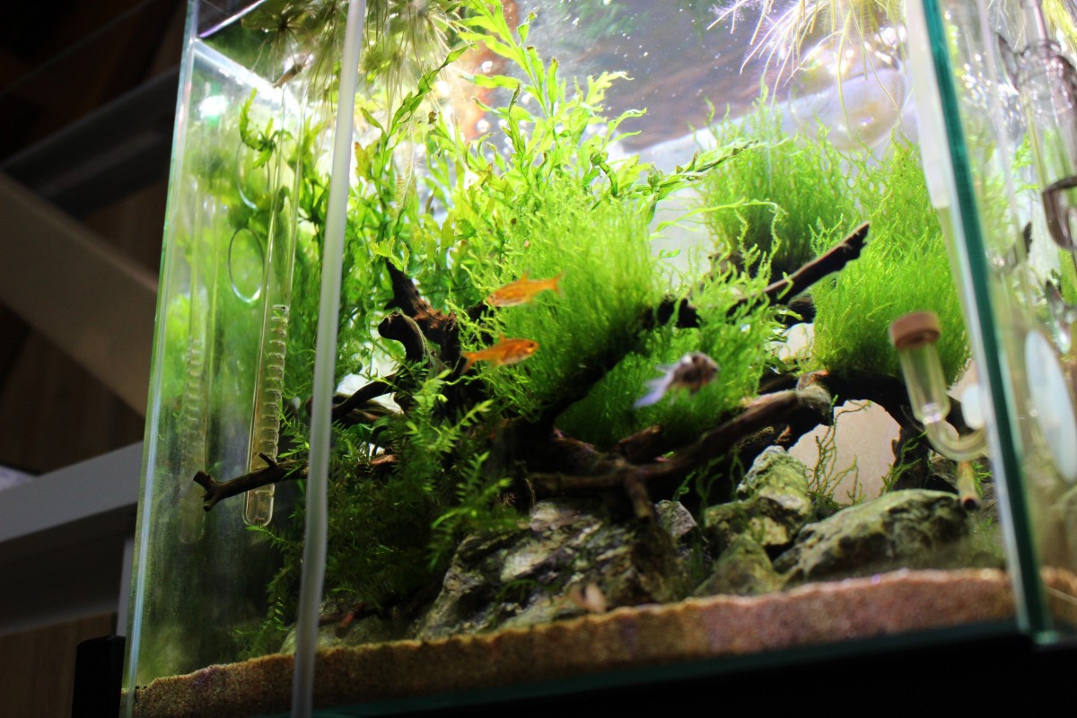 トリートメントタンク検討中 写真投稿 アクアネット