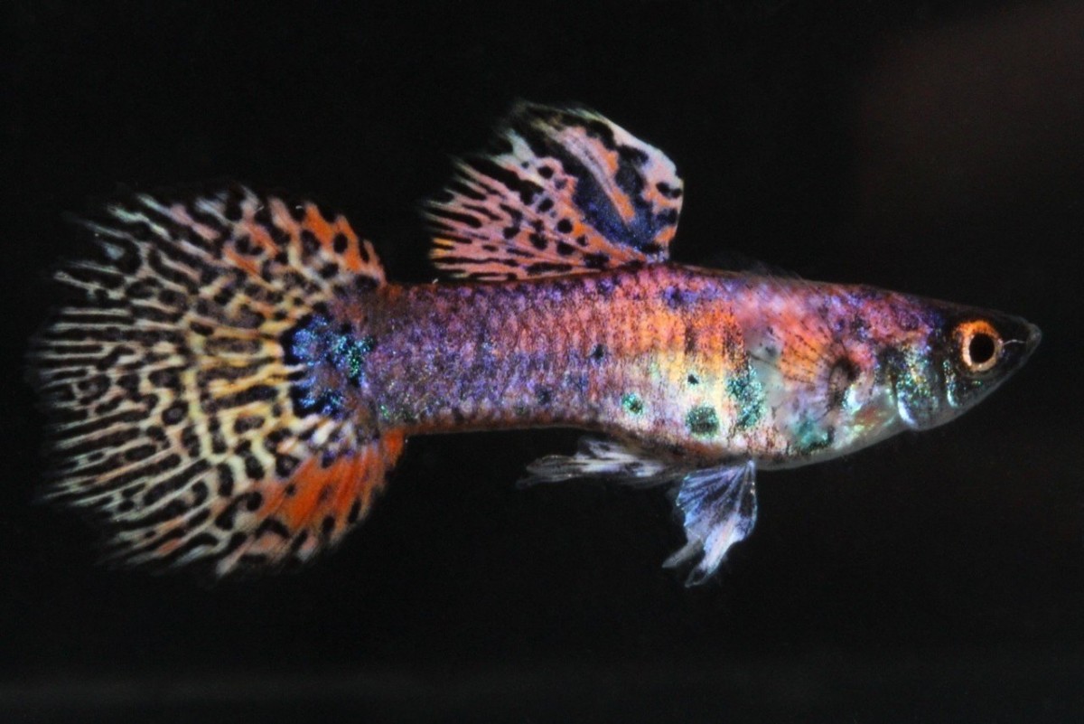 マゼンタリボングッピー 写真投稿 アクアネット