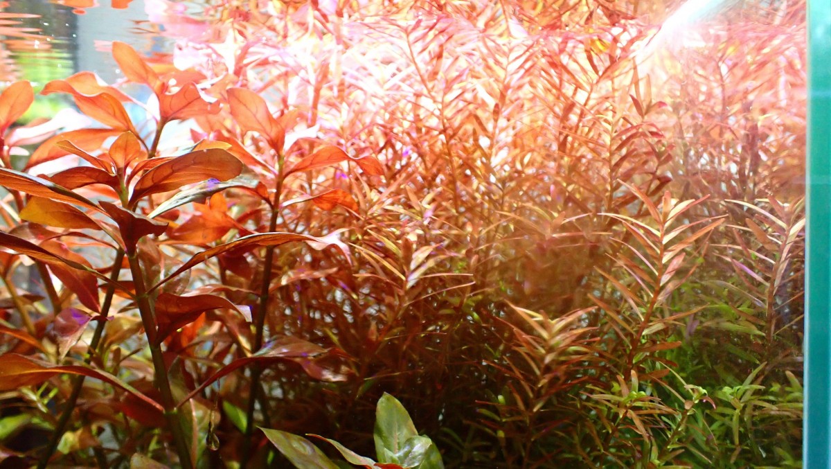 赤系水草 ルドヴィジアレペンスルビン 写真投稿 アクアネット