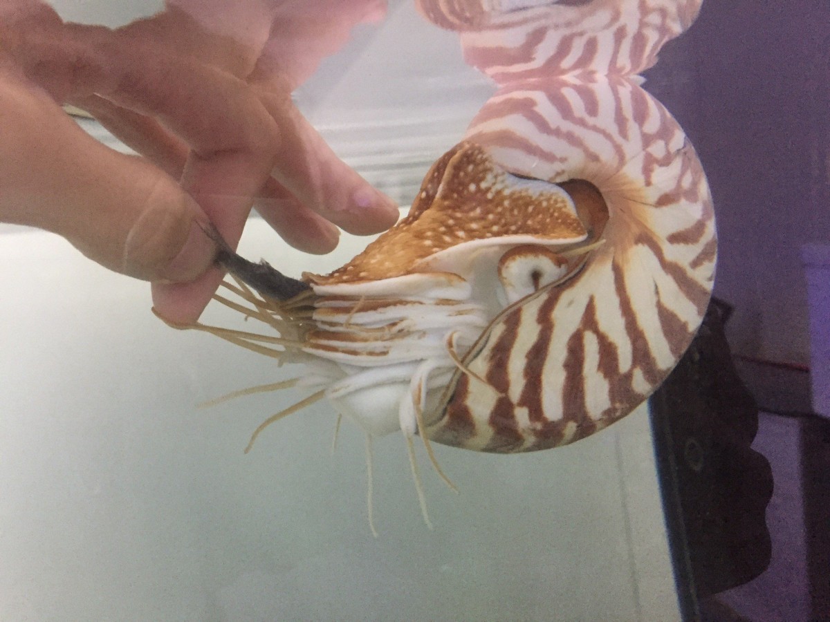 オウムガイへの餌やり | 写真投稿 | アクアネット