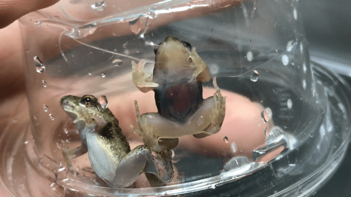 透明なカエル | 写真投稿 | アクアネット