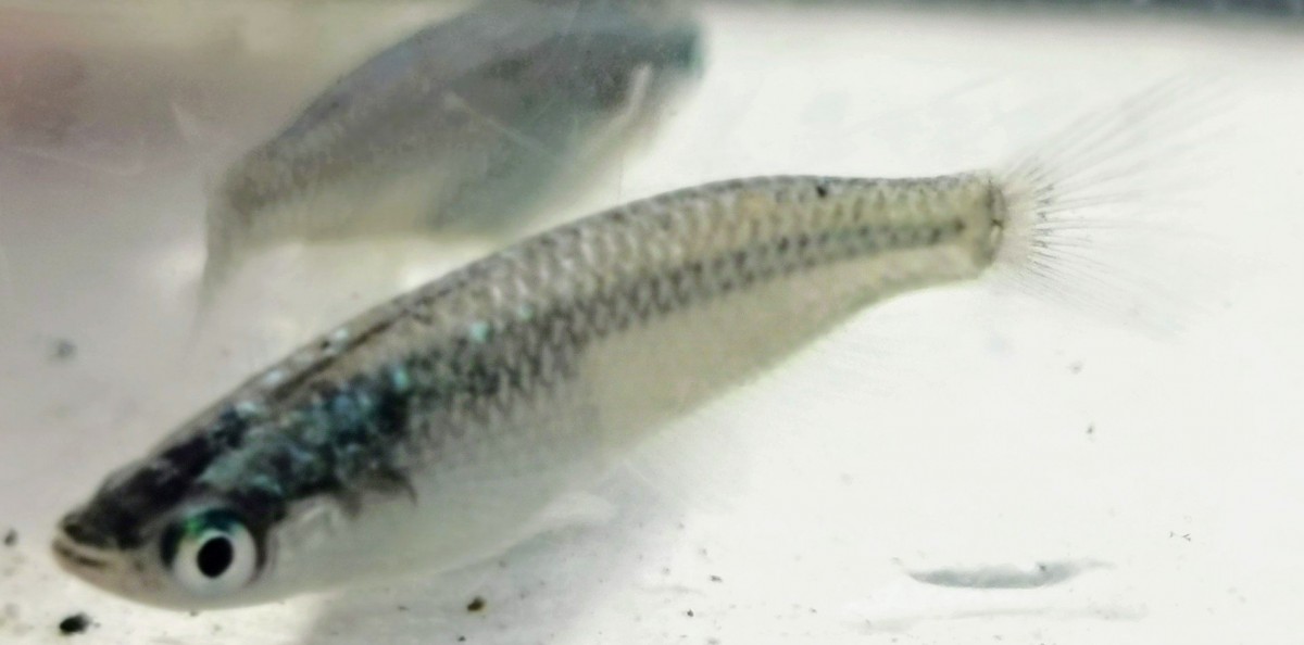 改良めだか　黒みゆきサファイア系　有精卵10粒以上2