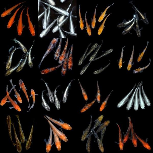 メダカの卵 お楽しみミックス有精卵100個 A フリマ アクアネット