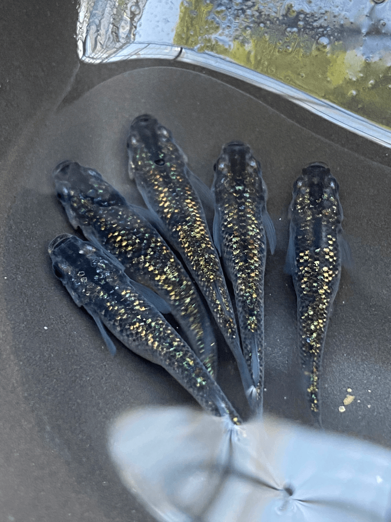 厳選 鬼ラメ 黒ラメみゆき メダカ キキメダカ 厳選親メダカの有精卵 A フリマ アクアネット