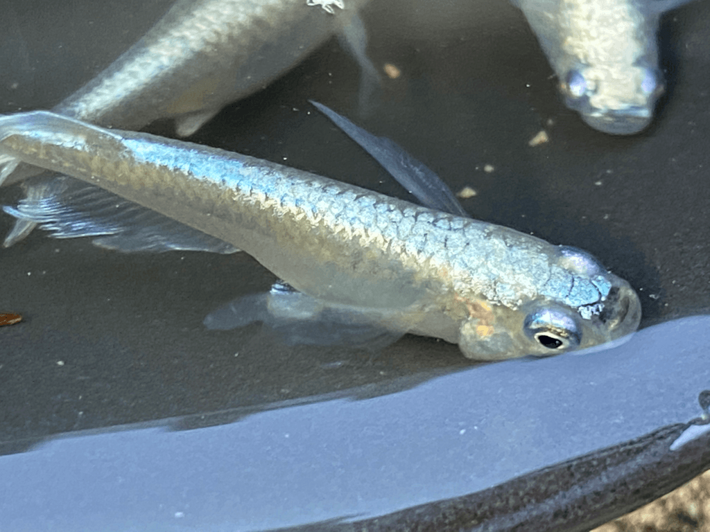 【メダカ屋買付】松井ヒレ長みゆき(フルボディー)メダカ■キキメダカ■メダカの有精卵20+α3