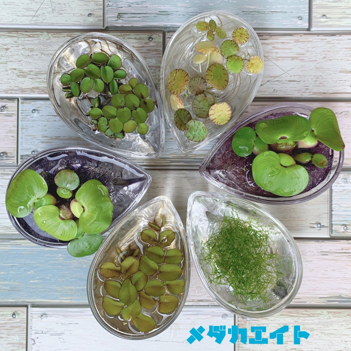 浮草 5種セット メダカ 水槽 ビオトープ ミニホテイアオイ 水草 フリマ アクアネット 浮草 5種セット メダカ 水槽 ビオトープ ミニホテイアオイ 水草 フリマ アクアネット