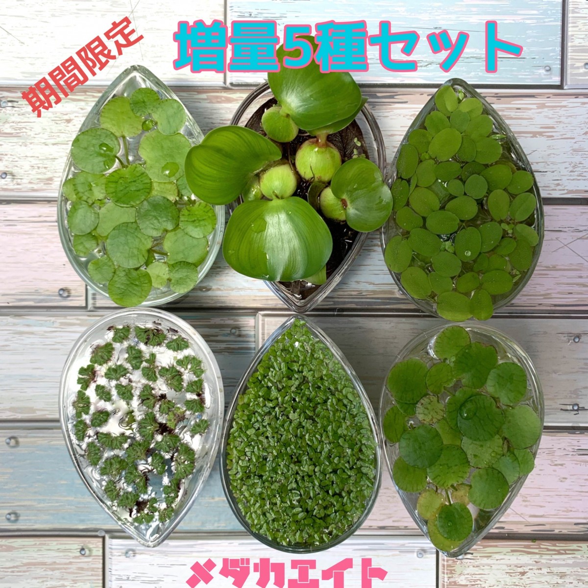 お試し 3種類 水草 浮草 卓越 水草