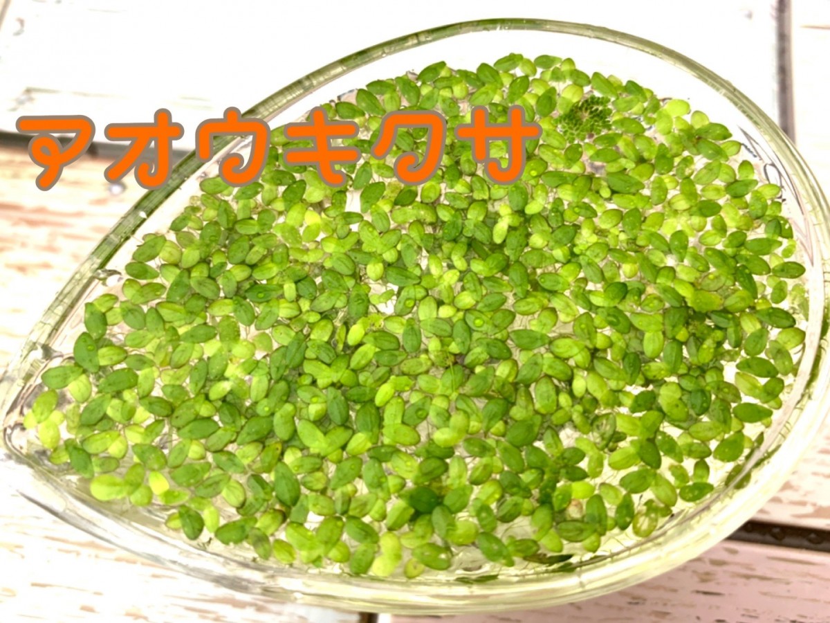 増量 浮草4種セット 無農薬 サルビニアククラータフロッグピット水草