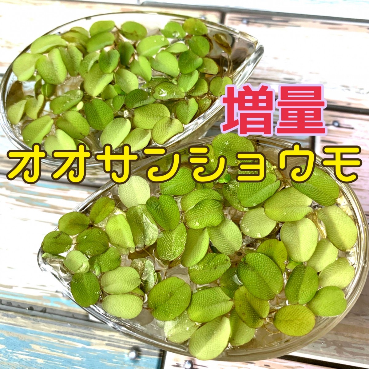 増量 浮草4種セット 無農薬 サルビニアククラータフロッグピット水草