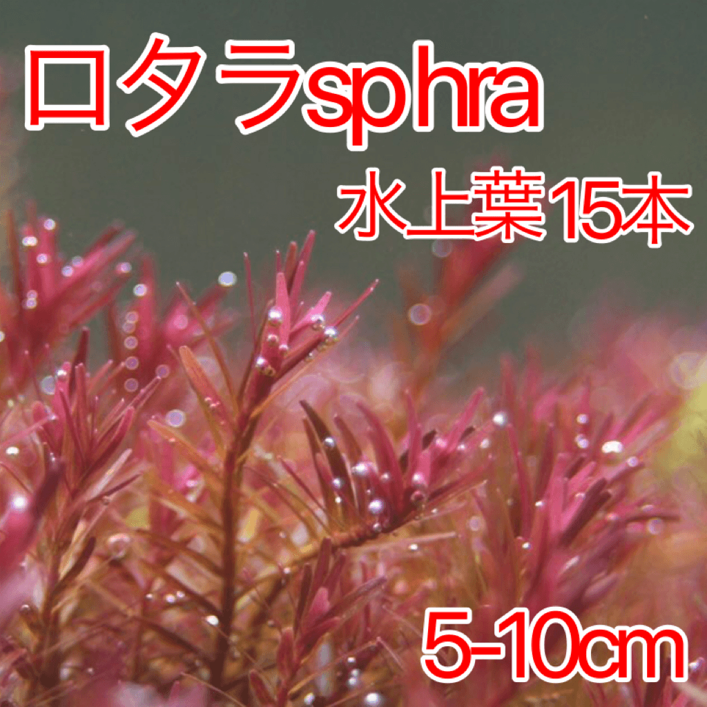 ロタラsp Hra15本 フリマ アクアネット