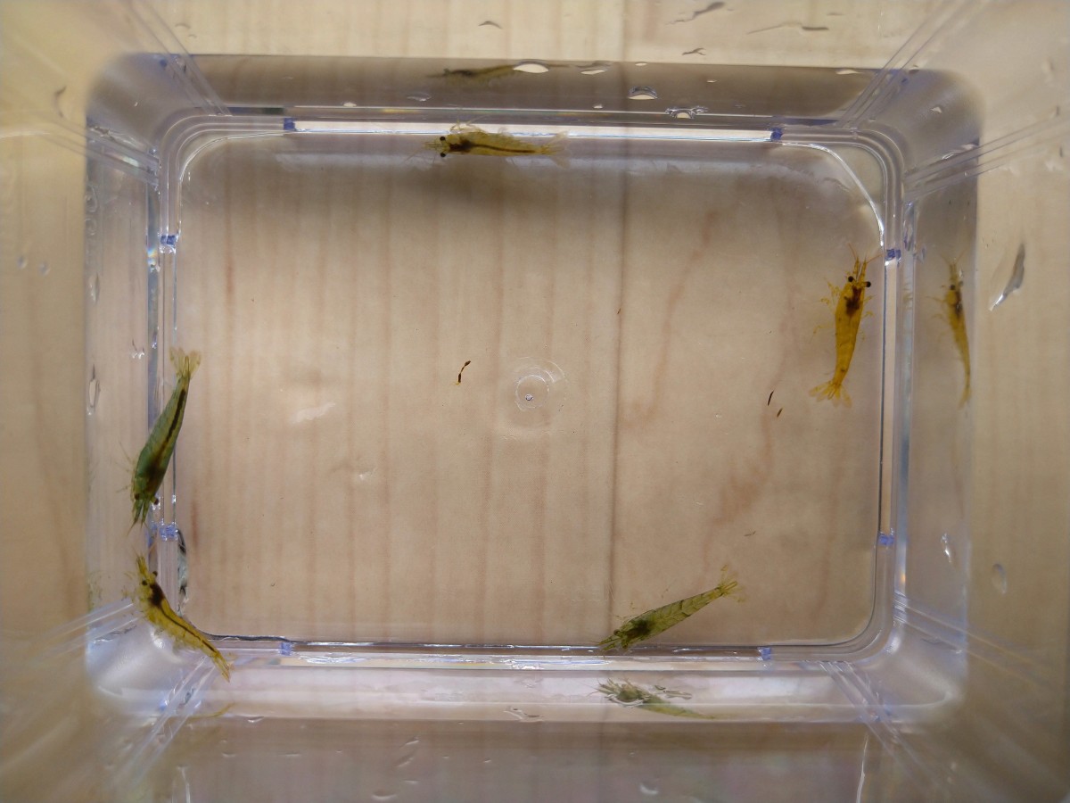 ミナミヌマエビ　5匹2