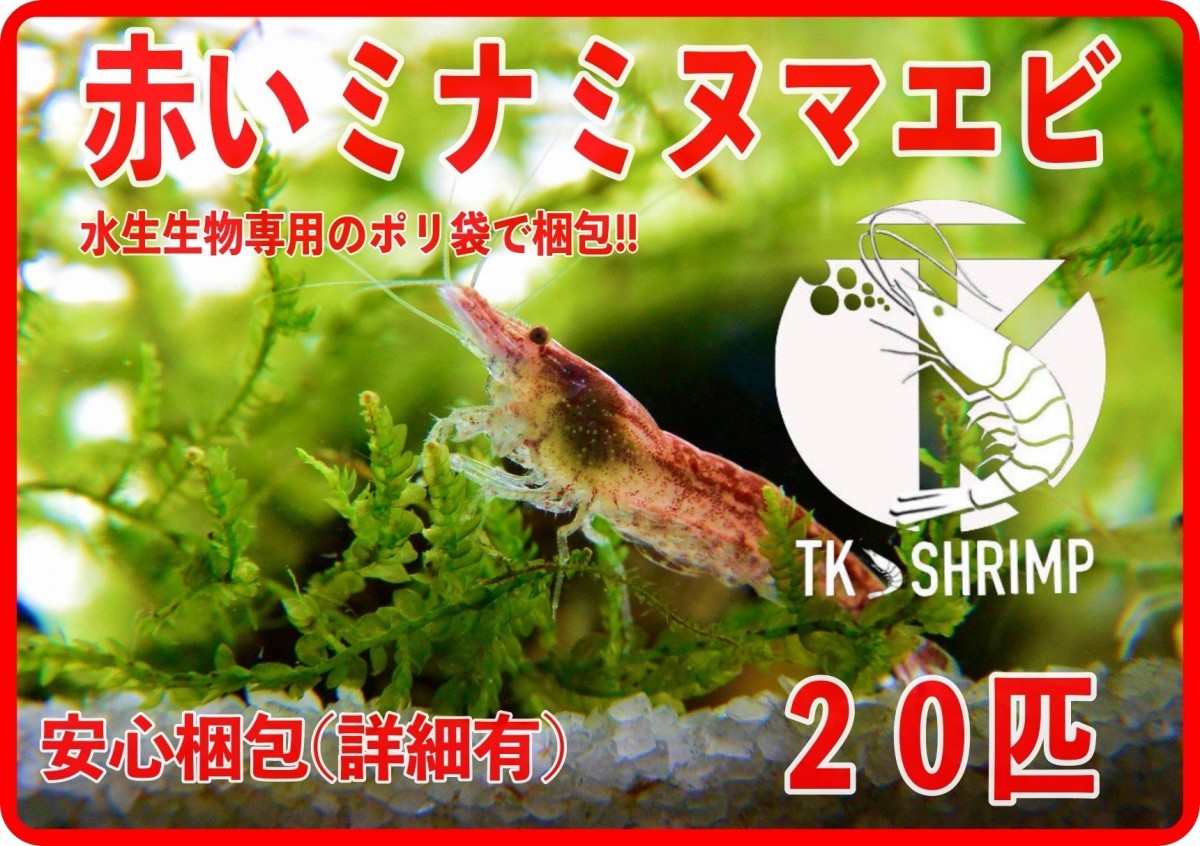 赤いミナミヌマエビ 匹 安心梱包 ミナミヌマエビ チェリーシュリンプ アナカリス メダカ フリマ アクアネット