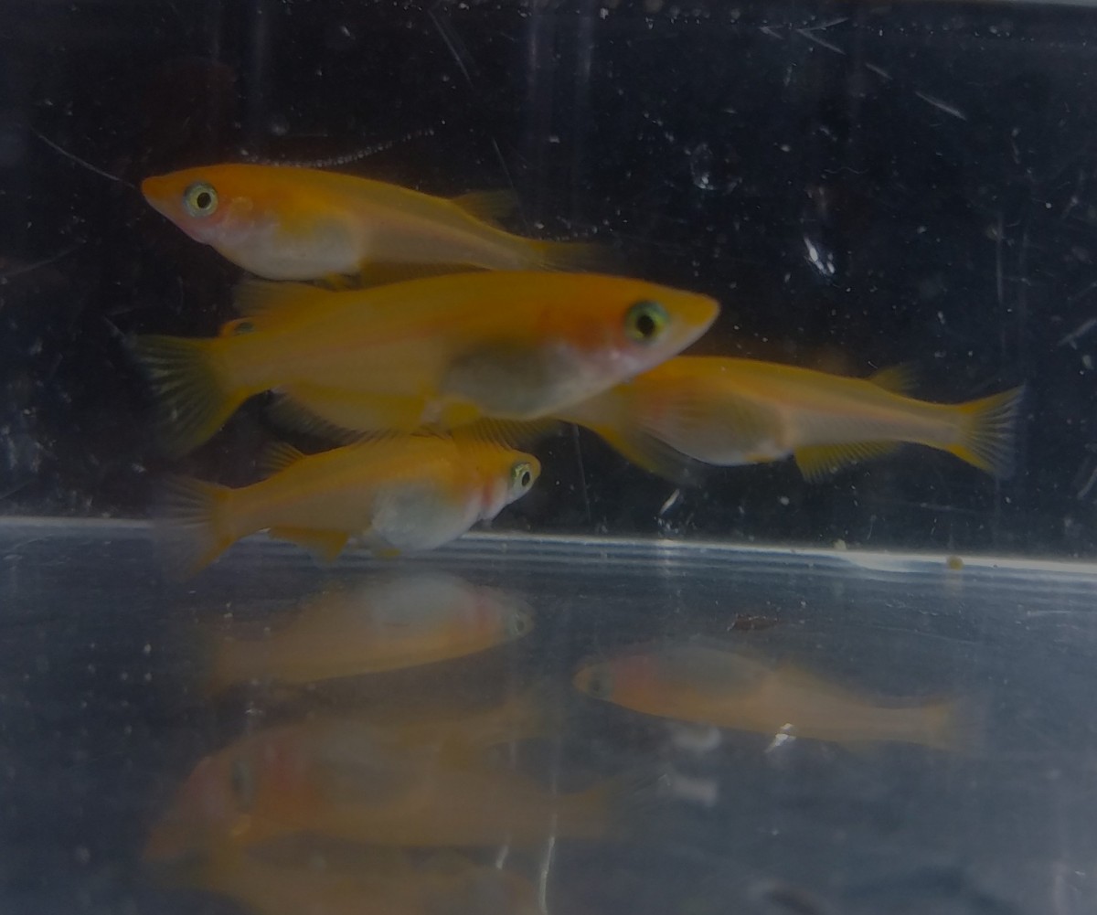 楊貴妃紅帝メダカの若魚×3ペア【送料無料】5