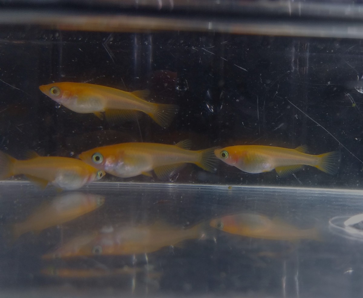 楊貴妃紅帝メダカの若魚×3ペア【送料無料】4
