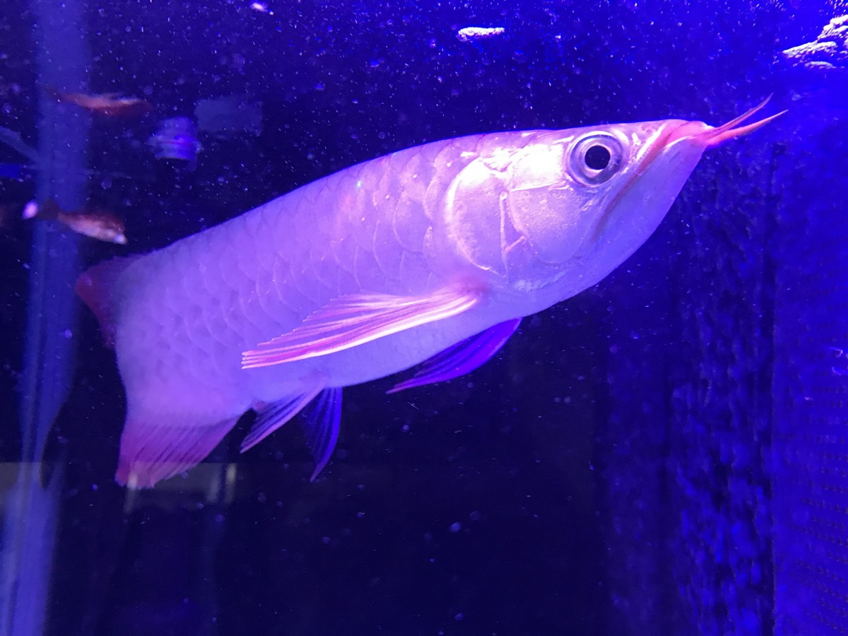 紅龍　スーパーレッド4