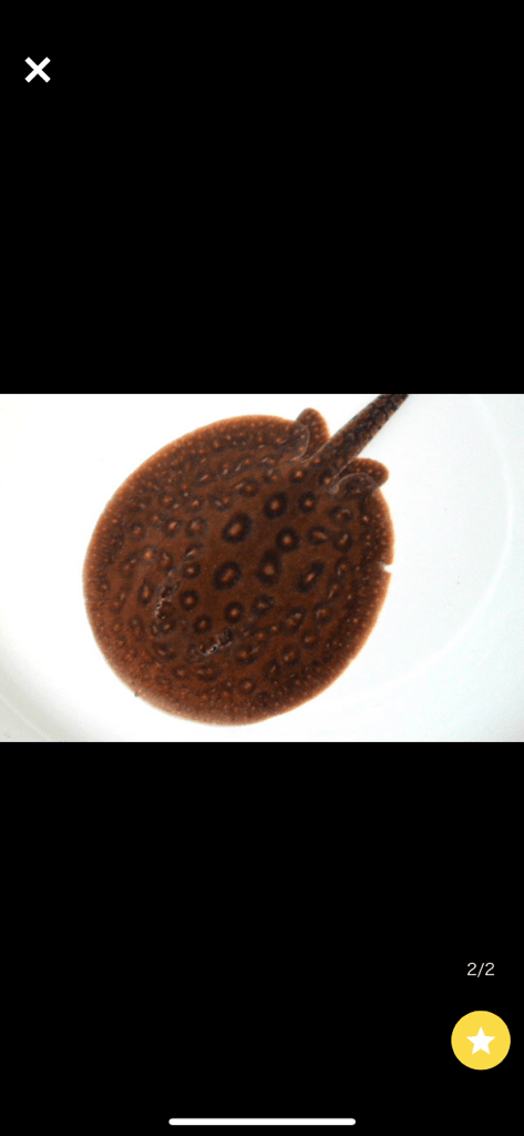 クロコダイルスティングレー2