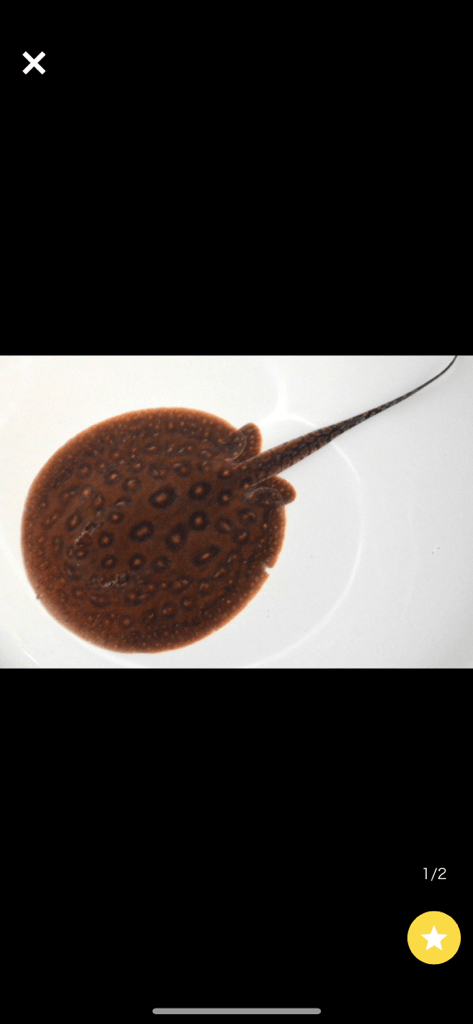 クロコダイルスティングレー1