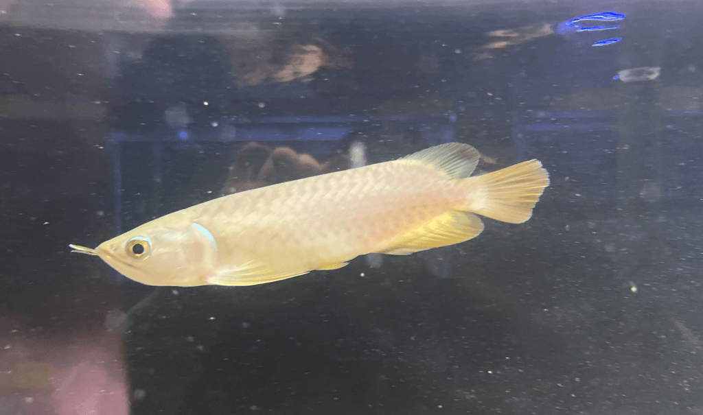 バンジャールレッドアロワナ2