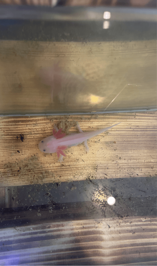 ウーパールーパーリュウシ1