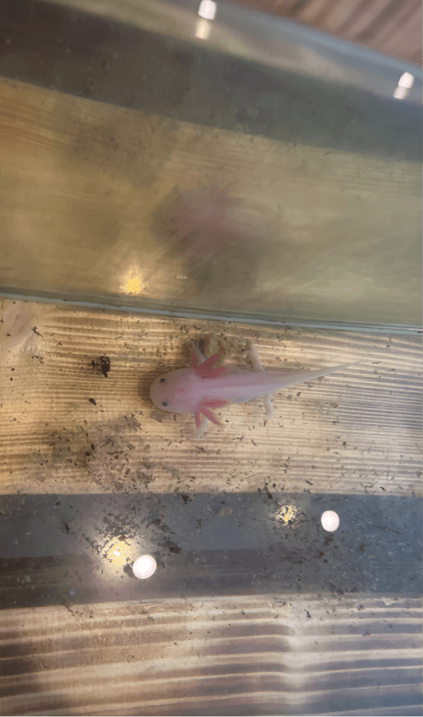 ウーパールーパーリュウシ2