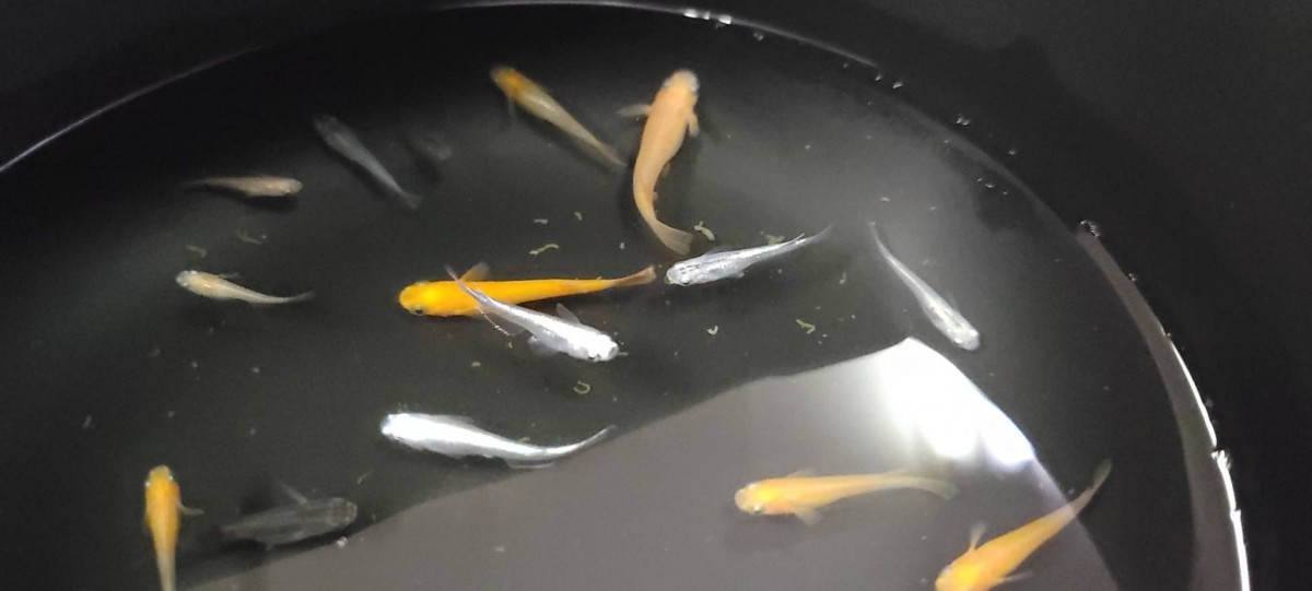 メダカ ミックス若魚 10匹 フリマ アクアネット