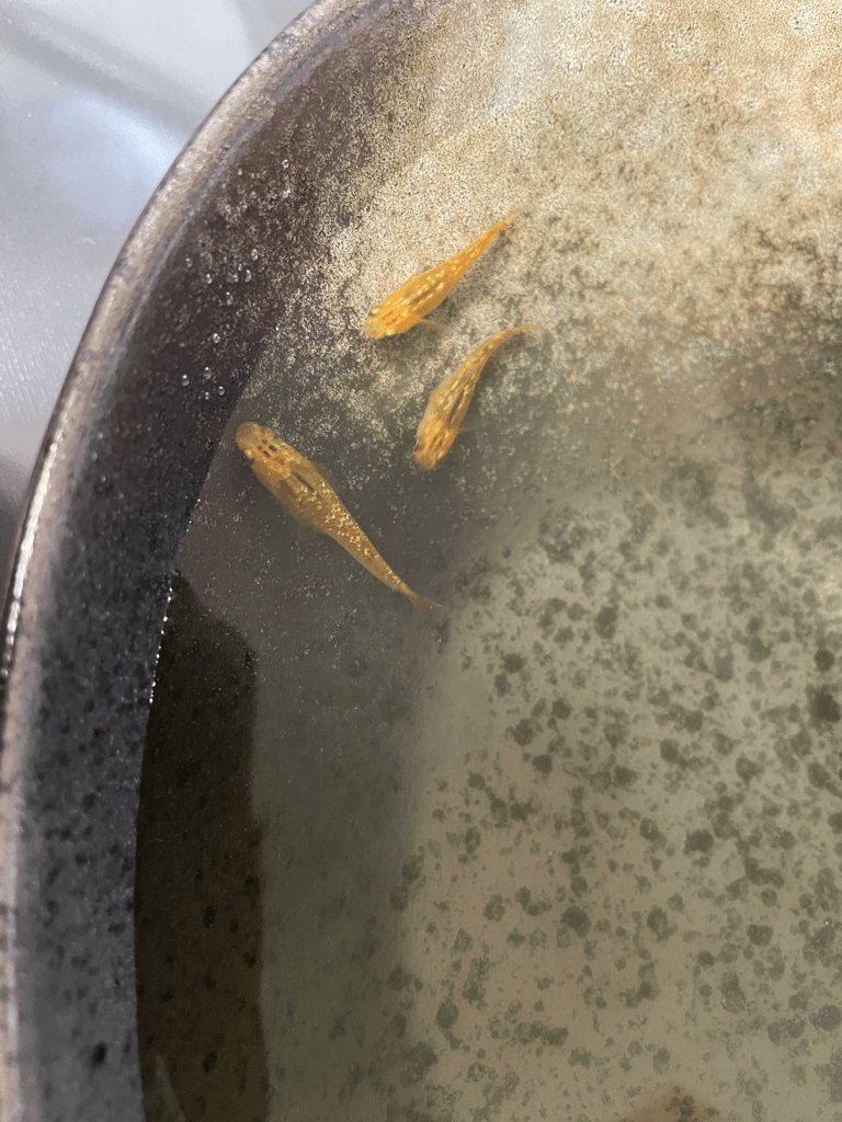 レクリス　ユリウス　金　ラメ　卵3