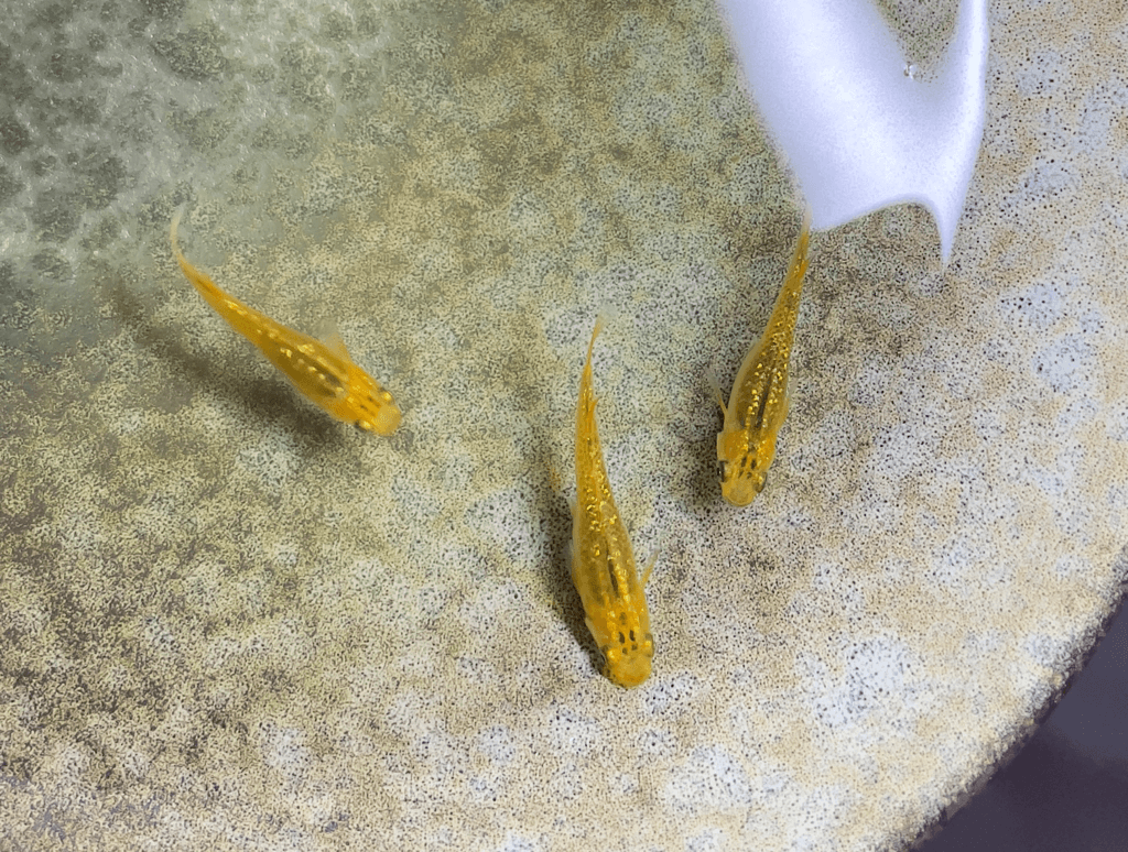 レクリス　ユリウス　金　ラメ　卵1