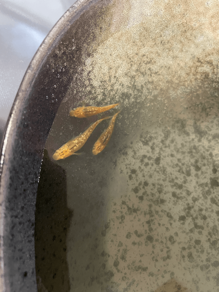 レクリス　ユリウス　金　ラメ　卵2