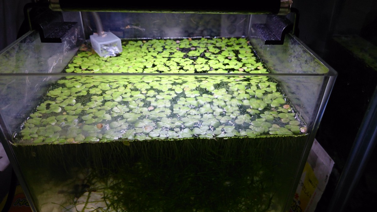 送料込み！浮き草10株セット1