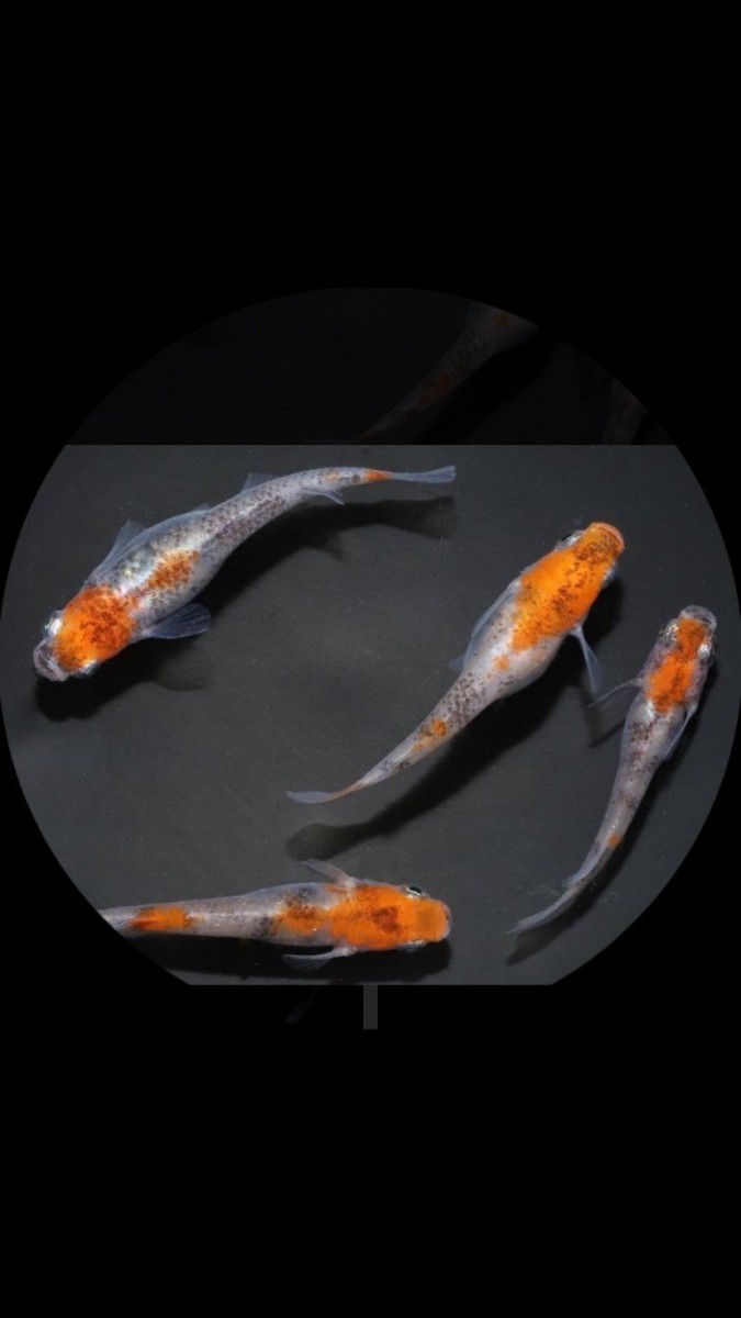 大特価！　マリアージュ卵10個＋烏城三色30個＋α3