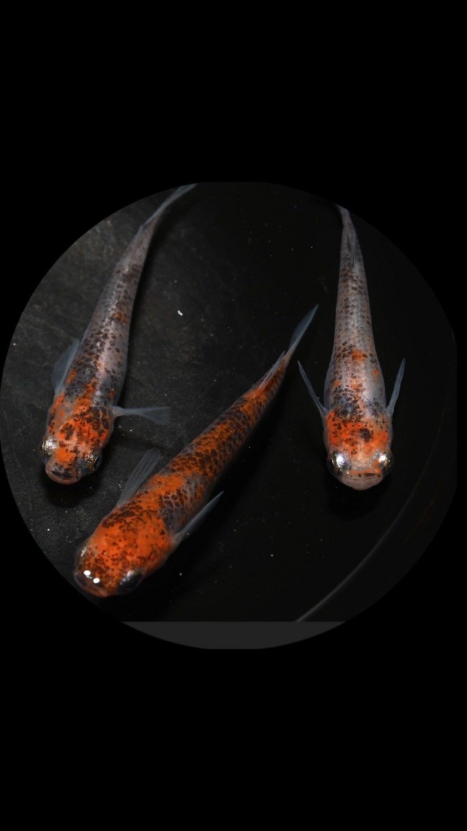 大特価！　マリアージュ卵10個＋烏城三色30個＋α2