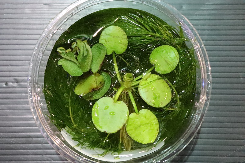 水草 めだかの森 輸入品 １カップ フリマ アクアネット