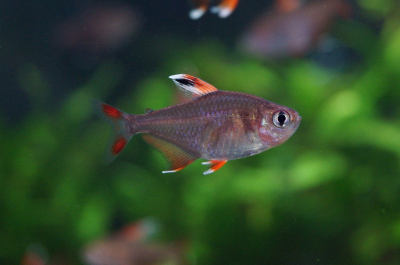 淡水魚 ホワイトフィンロージーテトラ 10匹 生体 小型カラシン 熱帯魚 Nkik フリマ アクアネット