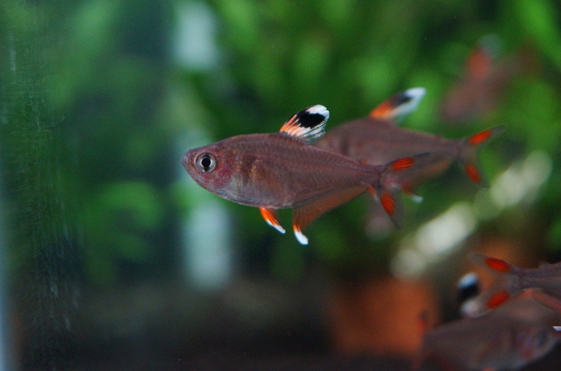 淡水魚 ホワイトフィンロージーテトラ 5匹 生体 小型カラシン 熱帯魚 Nkik フリマ アクアネット