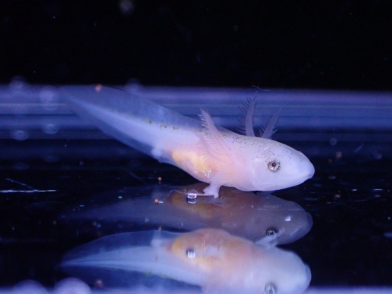 入荷激減 ウーパールーパーベビー 黒目 リューシ １匹 サンプル画像 フリマ アクアネット