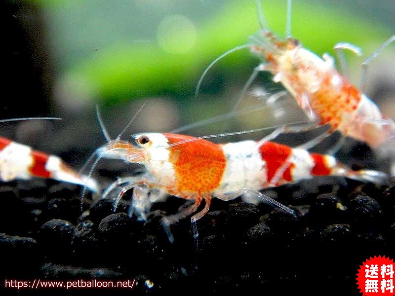 エビ シュリンプ 50匹 送料梱包料金無料 レッドビーシュリンプ バンド Smサイズ 1 0cm 生体 淡水 フリマ アクアネット