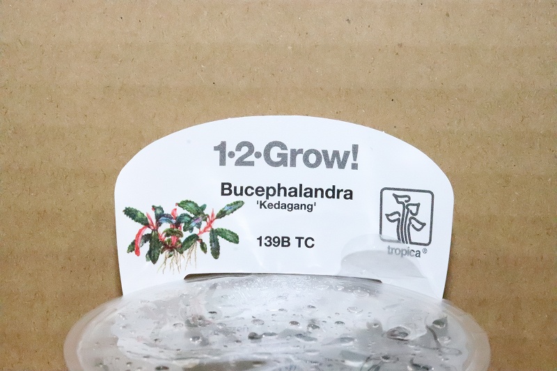 春先取りの 水草 組織培養 ブセファランドラｓｐ クダガンミニ ミニカップ 無農薬 １カップ